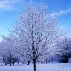 Green Mountain Sugar Maple Tree 13 Green Mountain Sugar Maple Tree -Garden Plants Green Mountain Sugar Maple 5
