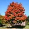 Green Mountain Sugar Maple Tree 2 Green Mountain Sugar Maple Tree -Garden Plants Green Mountain Sugar Maple 600x600 1