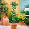 Tangy Green Columnar Apple Tree -Garden Plants Green Columnar Apple FG 600x600 aa70b0ea f911 4e52 a020 dc872cd7860c