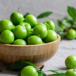 Green Gage Plum -Garden Plants Green Gage Plum 2