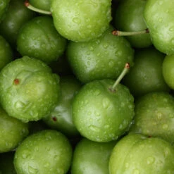 Green Gage Plum -Garden Plants Green Gage Plum 4