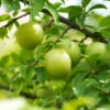 Green Gage Plum -Garden Plants Green Gage Plum 600x600 f3677a03 8f2c 4aed a91d 6b51be46e619