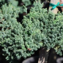 Green Mound Juniper Topiary -Garden Plants Green Mound JUniper 3 FGT 95b457e9 9712 4329 b324 05ec99fb2809
