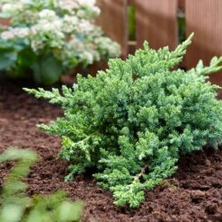 Green Mound Juniper -Garden Plants Green Mound Juniper 3 FGT