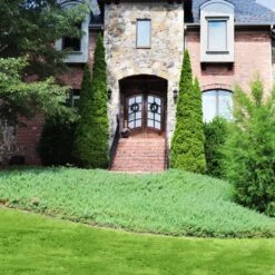 Green Mound Juniper -Garden Plants Green Mound Juniper 4