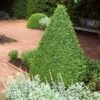 Green Mountain Boxwood Shrub -Garden Plants Green Mountain Boxwood FTG 600x600 3a2040a9 99c9 4feb 877a 60d667b84286
