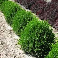 Green Velvet Boxwood Shrub -Garden Plants Green Velvet Boxwood 2