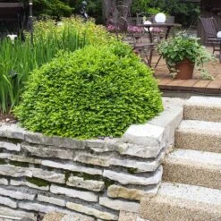 Green Velvet Boxwood Shrub -Garden Plants Green Velvet Boxwood 4 FGT