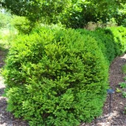 Green Velvet Boxwood Shrub -Garden Plants Green Velvet Boxwood 7