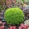 Green Velvet Boxwood Shrub -Garden Plants Green Velvet Boxwood FGT 600x600 2f593c96 f544 42e3 b399 d01f27d79900