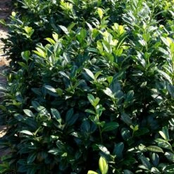 Greenfinity Cherry Laurel -Garden Plants Greenfinity Laurel 2