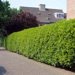 Greenfinity Cherry Laurel -Garden Plants Greenfinity Laurel 3 FGT