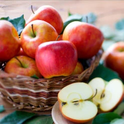 Fuji & Haralson Twisted Apple Tree 11 Fuji & Haralson Twisted Apple Tree -Garden Plants Harelson