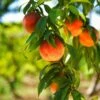 Harvester Peach Tree - USDA Organic 1 Harvester Peach Tree - USDA Organic -Garden Plants Harvest Peach Tree FGT 600x600 61008ff3 adc5 4c69 b7f1 6dad7fb410c0