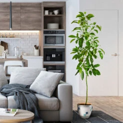 Smoothie Kit -Garden Plants Hass Avocado 1 FGT