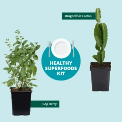 Goji Berry -Garden Plants Healthy Superfoods Kit Graphic ceafb56f 8262 49e7 9792 ea28ea2e548e
