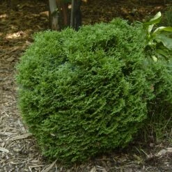 Hetz Midget Thuja Shrub -Garden Plants Hetz Midget Thuja 1