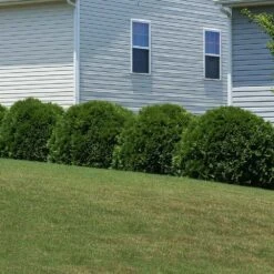 Hetz Midget Thuja Shrub -Garden Plants Hetz Midget Thuja 6