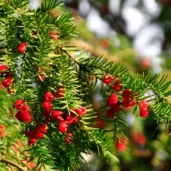 Hicks Yew Tree -Garden Plants Hicks Yew7 FGT