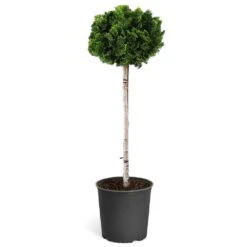 Dwarf Hinoki Cypress Tree -Garden Plants Hinoki Cypress Standard 1