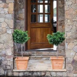 Dwarf Hinoki Cypress Tree -Garden Plants Hinoki Cypress Standard 2 6bc85b90 3eec 439f 92d1 ae3e8dfe164a