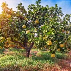 Hirado Pummelo Tree -Garden Plants Hirado Pummelo 1