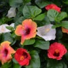 Bloom Bash® Hollywood® Hibiscus -Garden Plants Hollywood Hibiscu BLoom Bash 3