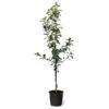 Honeycrisp™ & Cortland Twisted Apple Tree -Garden Plants Honeycrisp Cortland Twisted Apple Tree 600x600 30521081 12b0 440d 8d23 47af0082d65e