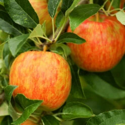 Honeycrisp™ & Cortland Twisted Apple Tree -Garden Plants Honeycrisp Apple 1 FGT b4d7a1c1 1acb 4110 bf40 3d2f68cb3e7f