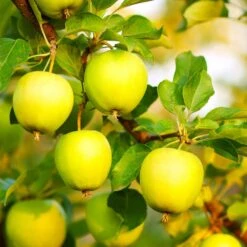 Honeygold Apple Tree 9 Honeygold Apple Tree -Garden Plants Honeygold Apple 7