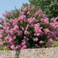 Hopi Crape Myrtle 10 Hopi Crape Myrtle -Garden Plants Hopi Crape Myrtle 5