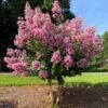 Hopi Crape Myrtle 2 Hopi Crape Myrtle -Garden Plants Hopi Crape Myrtle FGT 600x600 f056a88a 0534 44fb 9b52 5b38e7e51bd1