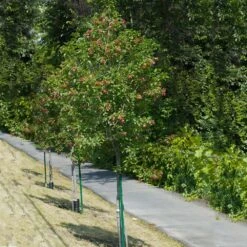 Hot Wings® Maple Tree 10 Hot Wings® Maple Tree -Garden Plants Hot Wings Tartarian Maple 1