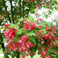 Garden Plants -Garden Plants Hot Wings Tartarian Maple 2 FGT
