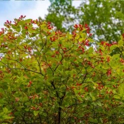 Hot Wings® Maple Tree 11 Hot Wings® Maple Tree -Garden Plants Hot Wings Tartarian Maple 3