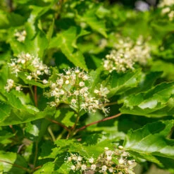 Hot Wings® Maple Tree 13 Hot Wings® Maple Tree -Garden Plants Hot Wings Tartarian Maple 5