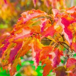 Hot Wings® Maple Tree 12 Hot Wings® Maple Tree -Garden Plants Hot Wings Tartarian Maple 6 FGT