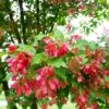 Hot Wings® Maple Tree -Garden Plants Hot Wings Tartarian Maple FGT 600x600 3647a279 1e13 4555 9e8c 78b91c198da9