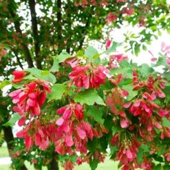 Garden Plants 19 Hot Wings® Maple Tree