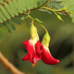 Red Hummingbird Tree (Sesbania Grandiflora) 11 Red Hummingbird Tree (Sesbania Grandiflora) -Garden Plants Hummingbird Tree 5 FGT