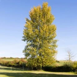 Superior Hybrid Poplar Tree -Garden Plants Hybrid Poplar 3