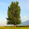 Superior Hybrid Poplar Tree -Garden Plants Hybrid Poplar FGT 600x600 983a4ec6 0fdc 414b afee 5d483d831daa