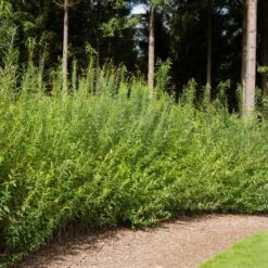 Willow Hybrid Tree -Garden Plants Hybrid Willow 1
