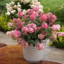 Fire Light® Hydrangea Shrub -Garden Plants Hydrangea FIrelight 6