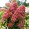 Fire Light® Hydrangea Shrub -Garden Plants Hydrangea FIrelight FGT 600x600 fee6326c d7e3 40ef 9e05 bc9d50177a56