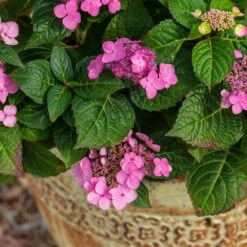 Endless Summer® Pop Star® Bigleaf Hydrangea -Garden Plants Hydrangea Pop Star 1