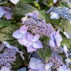 Endless Summer® Pop Star® Bigleaf Hydrangea -Garden Plants Hydrangea Pop Star 2