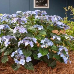 Endless Summer® Pop Star® Bigleaf Hydrangea -Garden Plants Hydrangea Pop Star 4 FGT