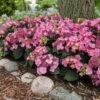 Endless Summer® Pop Star® Bigleaf Hydrangea -Garden Plants Hydrangea Pop Star FGT 600x600 0c83e550 fcaf 4086 b2ff 076f1346bce2
