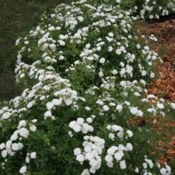 Icy Drift® Rose -Garden Plants Icy Drift Rose 1 FGT